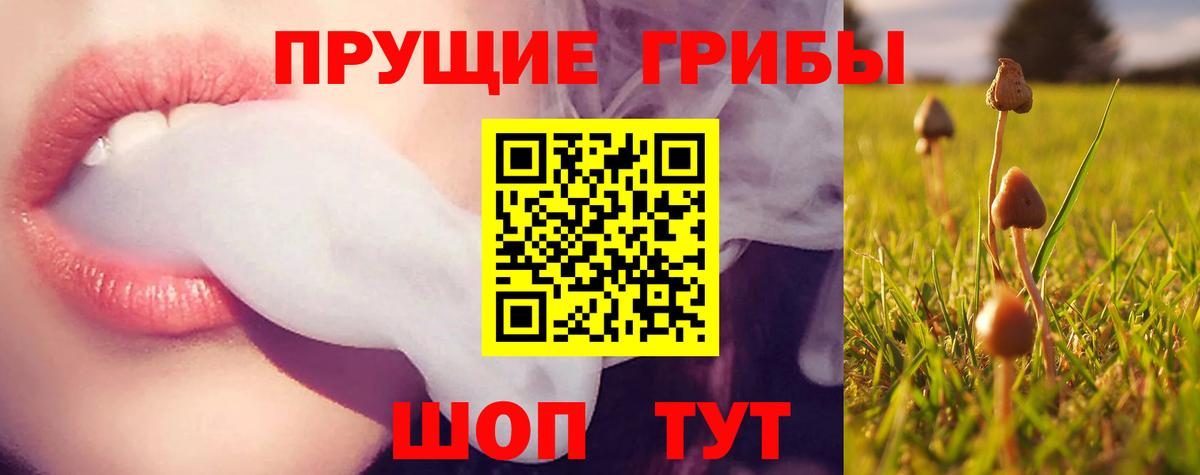 Галлюциногенные грибы Psilocybe Королёв